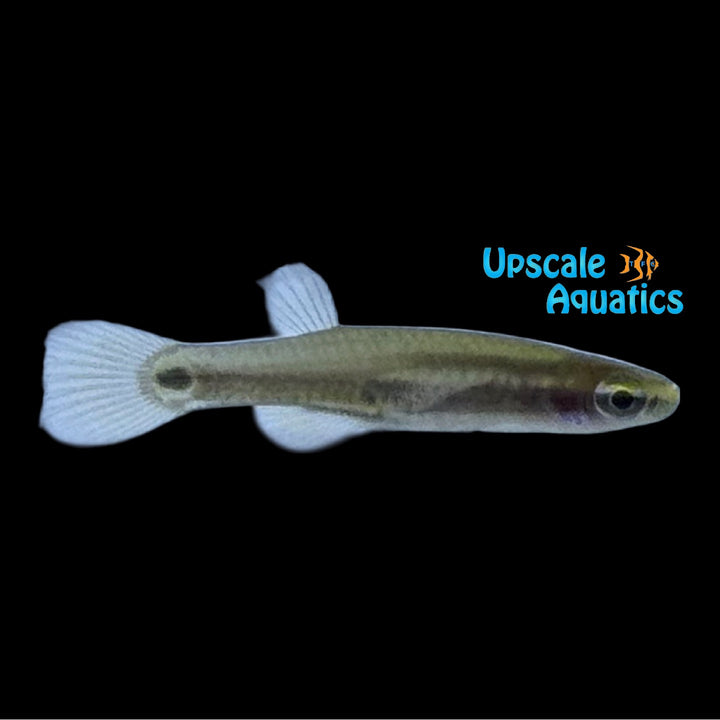 Pygmy Killifish (Leptolucania ommata)