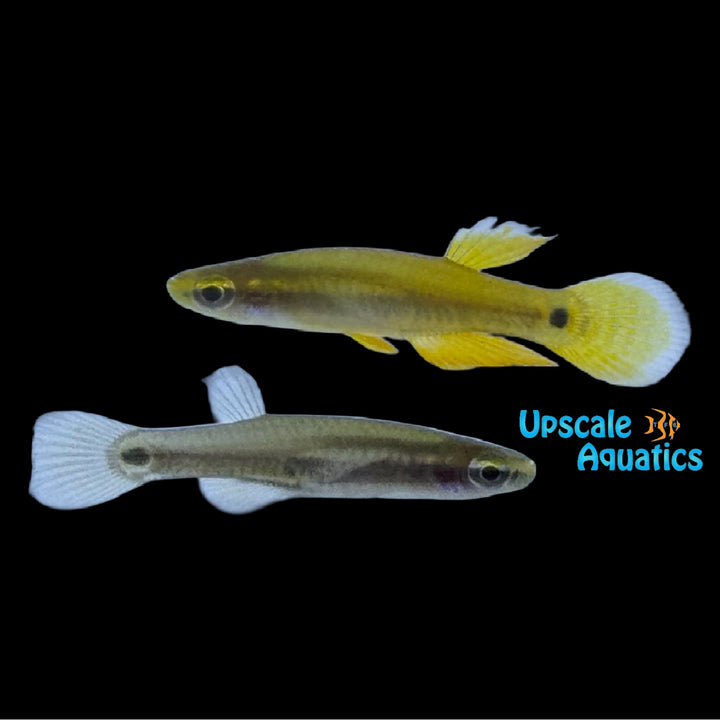 Pygmy Killifish (Leptolucania ommata)