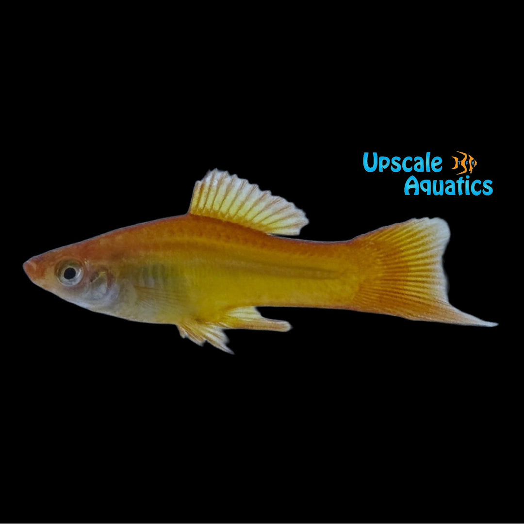 Marigold Swordtail (Xiphophorus helleri)