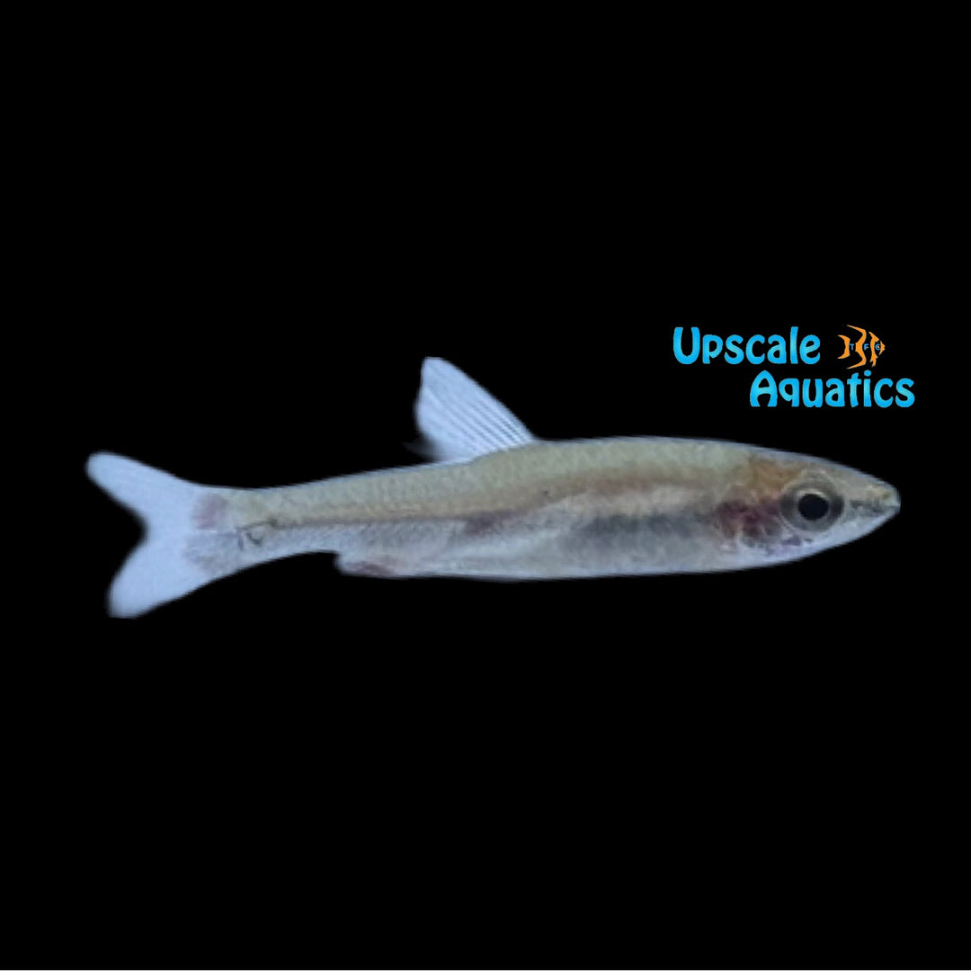 Elegant Pencilfish (Nannostomus limatus)