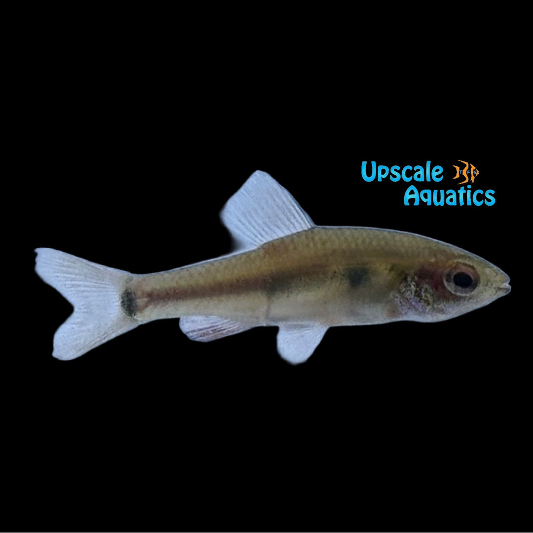 Ansorgii Dwarf Tetra (Neolebias ansorgii)