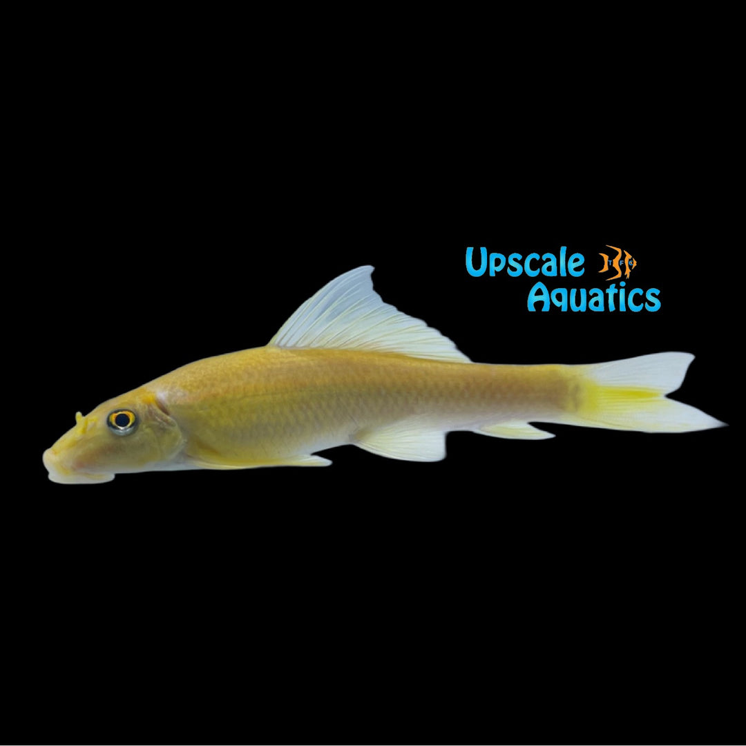 Gold Chinese Algae Eater (Gyrinocheilus aymonieri)