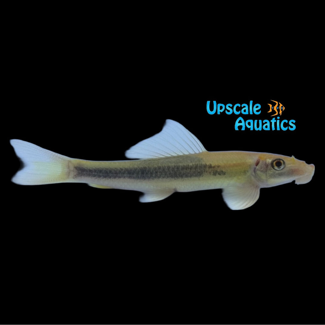 Gold Marbled Chinese Algae Eater (Gyrinocheilus aymonieri)