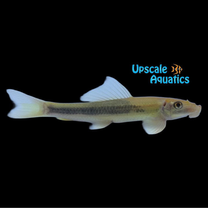 Gold Marbled Chinese Algae Eater (Gyrinocheilus aymonieri)