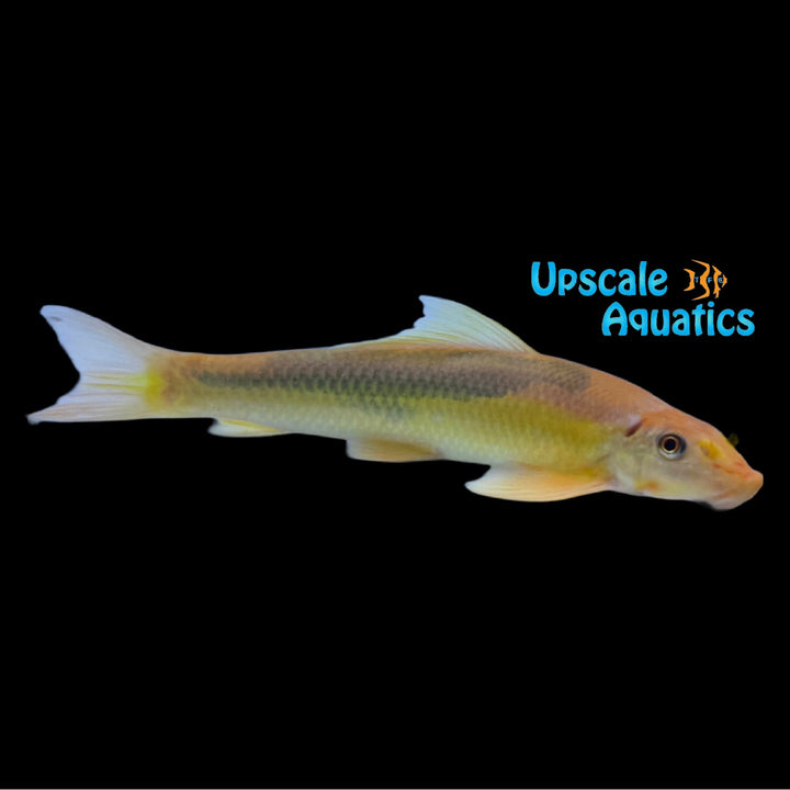 Gold Marbled Chinese Algae Eater (Gyrinocheilus aymonieri)