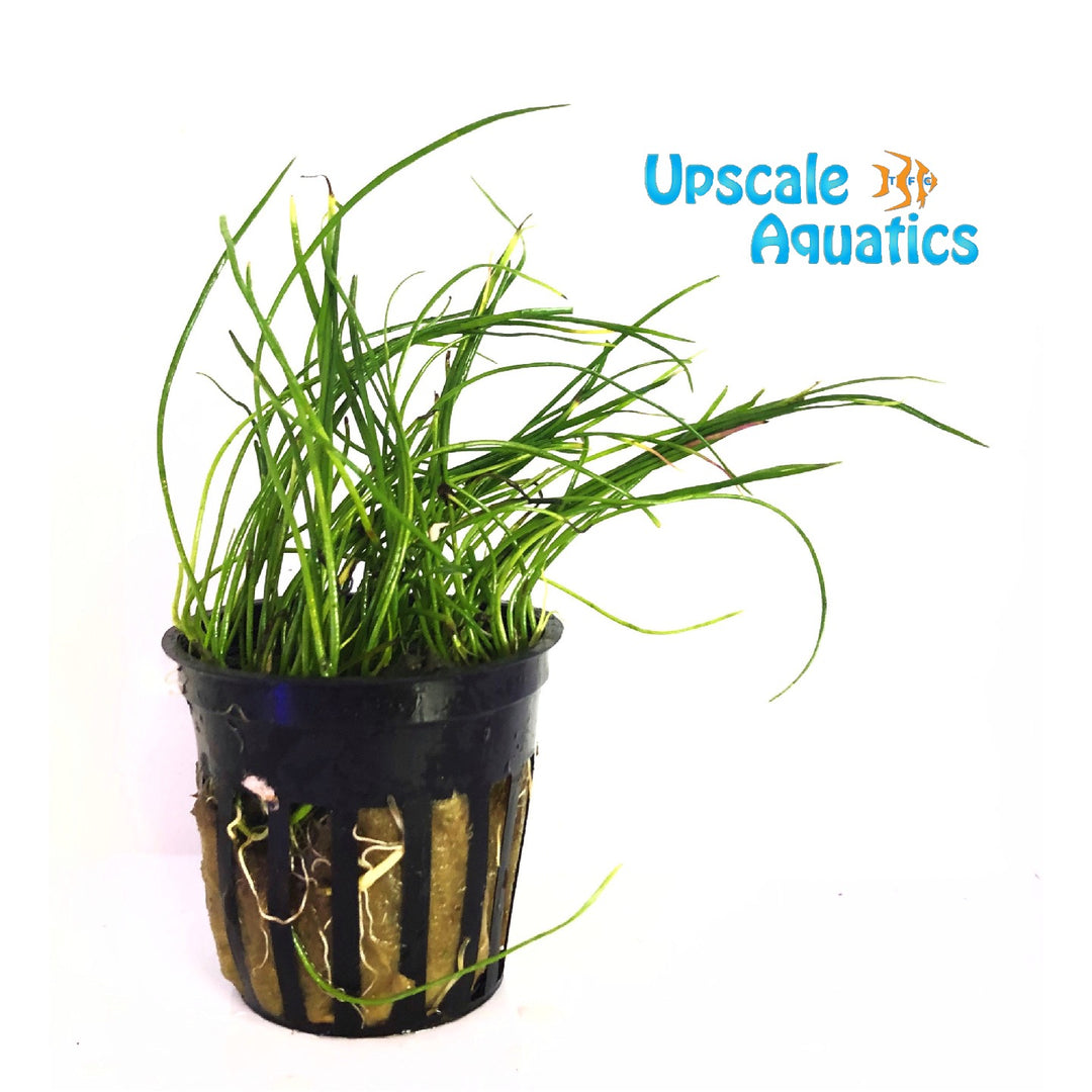Narrow Leaf Micro Sword (Lilaeopsis mauritiana)