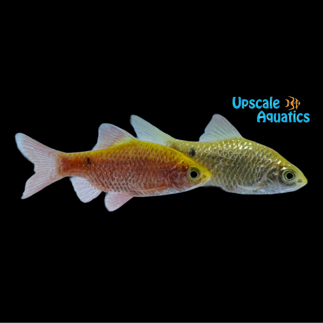 Neon Gold Rosy Barb (Pethia conchonius)