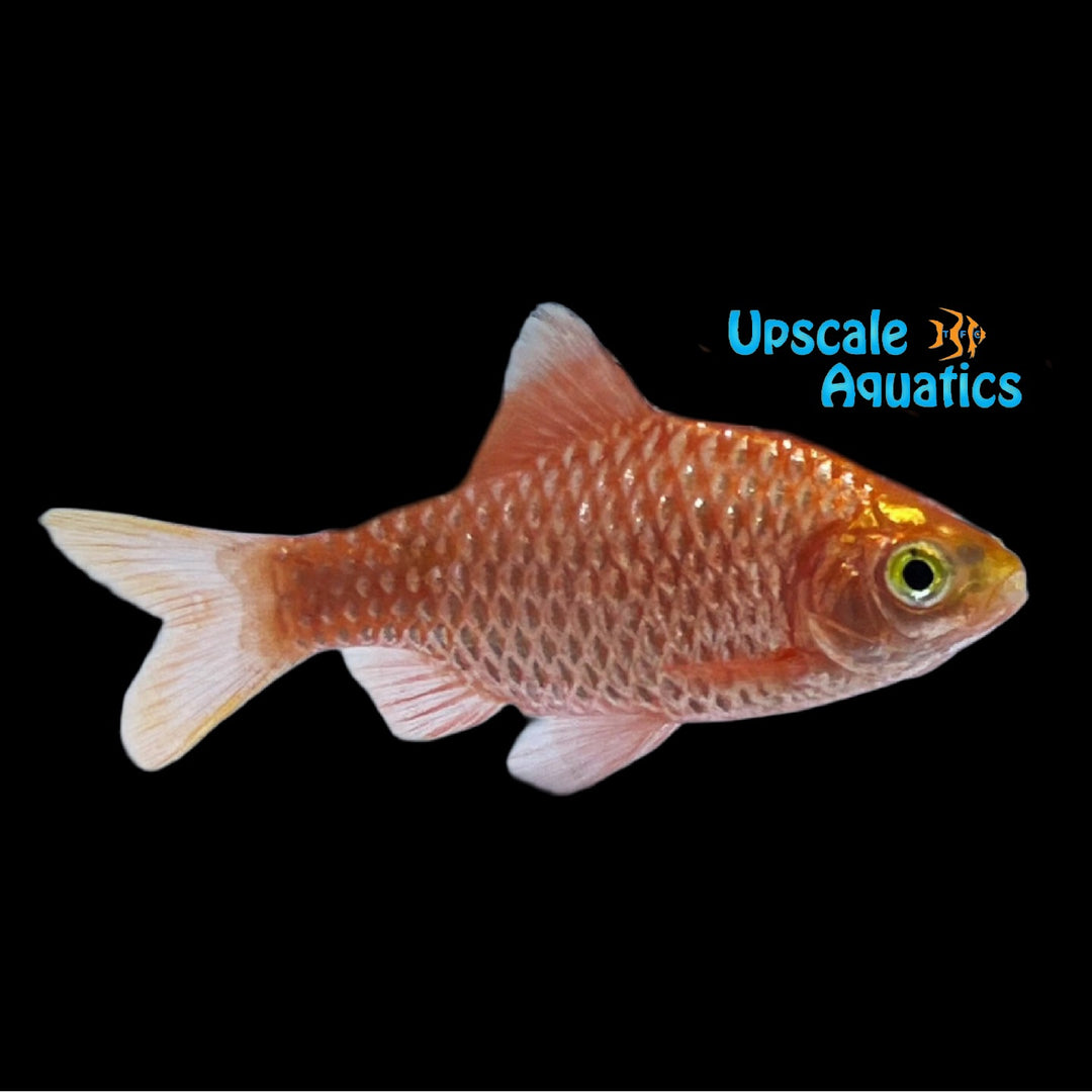 Neon Rosy Barb (Pethia conchonius)
