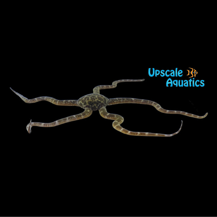 Giraffe Serpent Starfish (Ophioderma sp.)