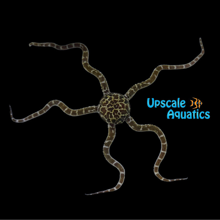 Giraffe Serpent Starfish (Ophioderma sp.)