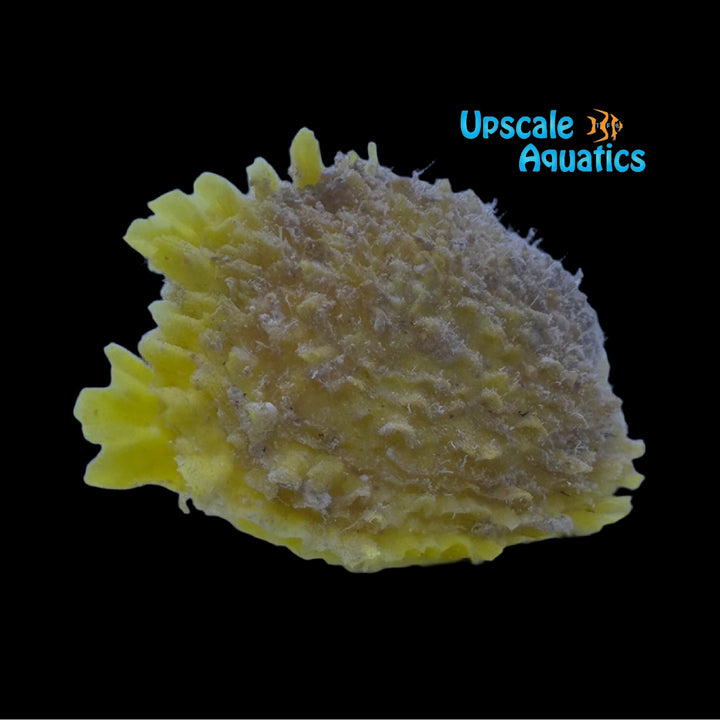 Yellow Mantle Thorny Oyster (Spondylus ictericus)