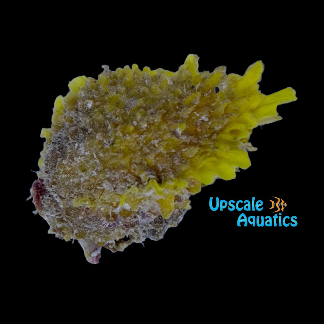 Yellow Mantle Thorny Oyster (Spondylus ictericus)