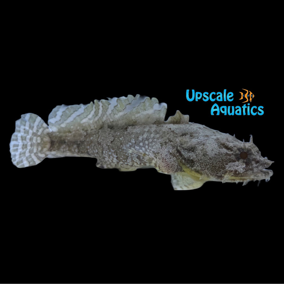 Gulf Toadfish (Opsanus beta)