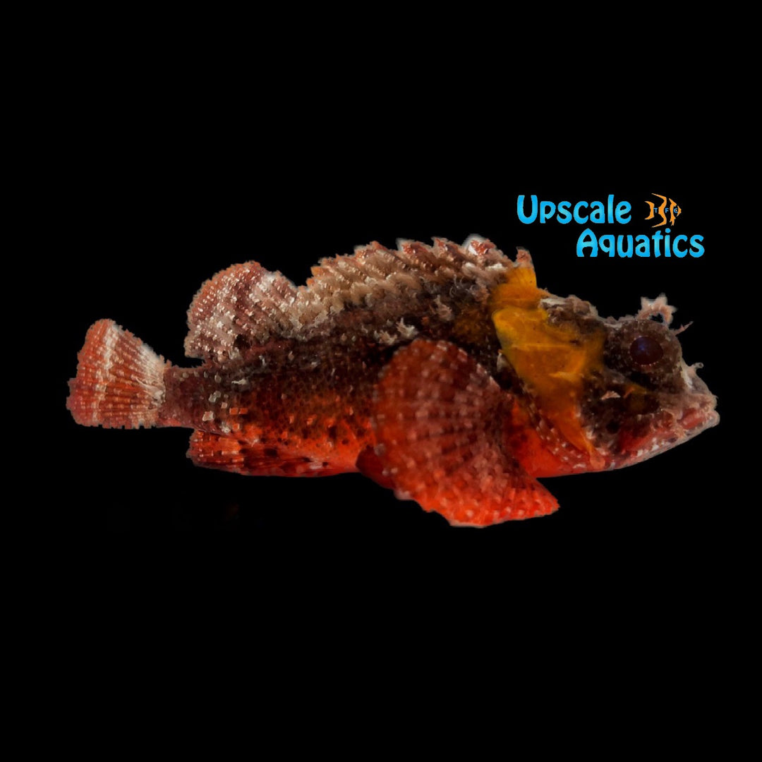 Goosehead Scorpionfish (Scorpaena bergii)