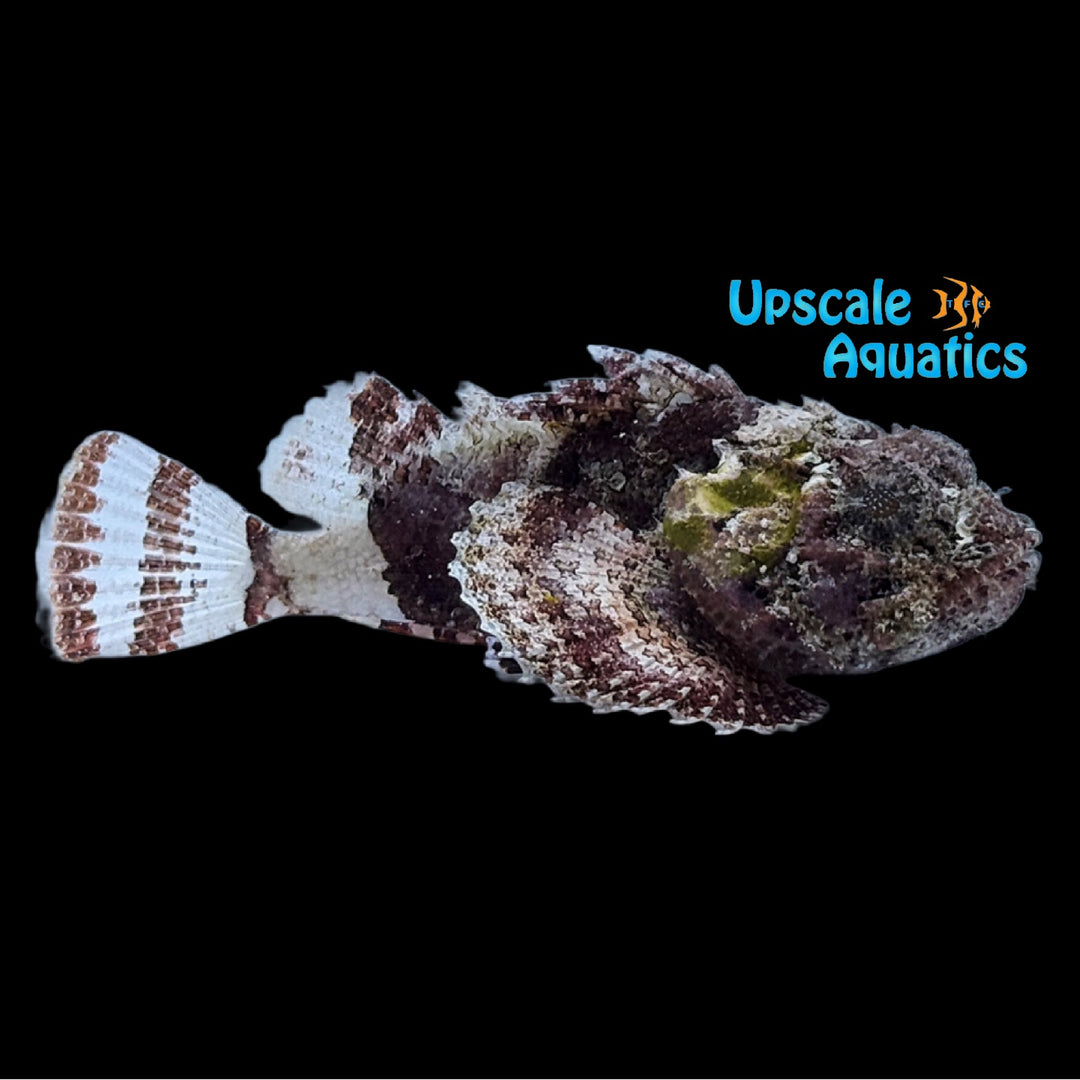 Spotted Scorpionfish (Scorpaena plumieri)