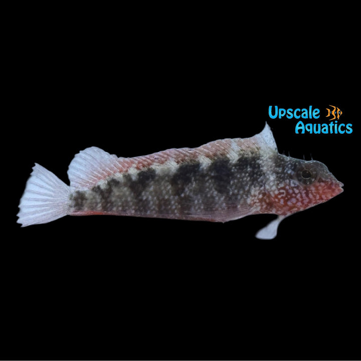 Rosy Blenny (Malacoctenus macropus)