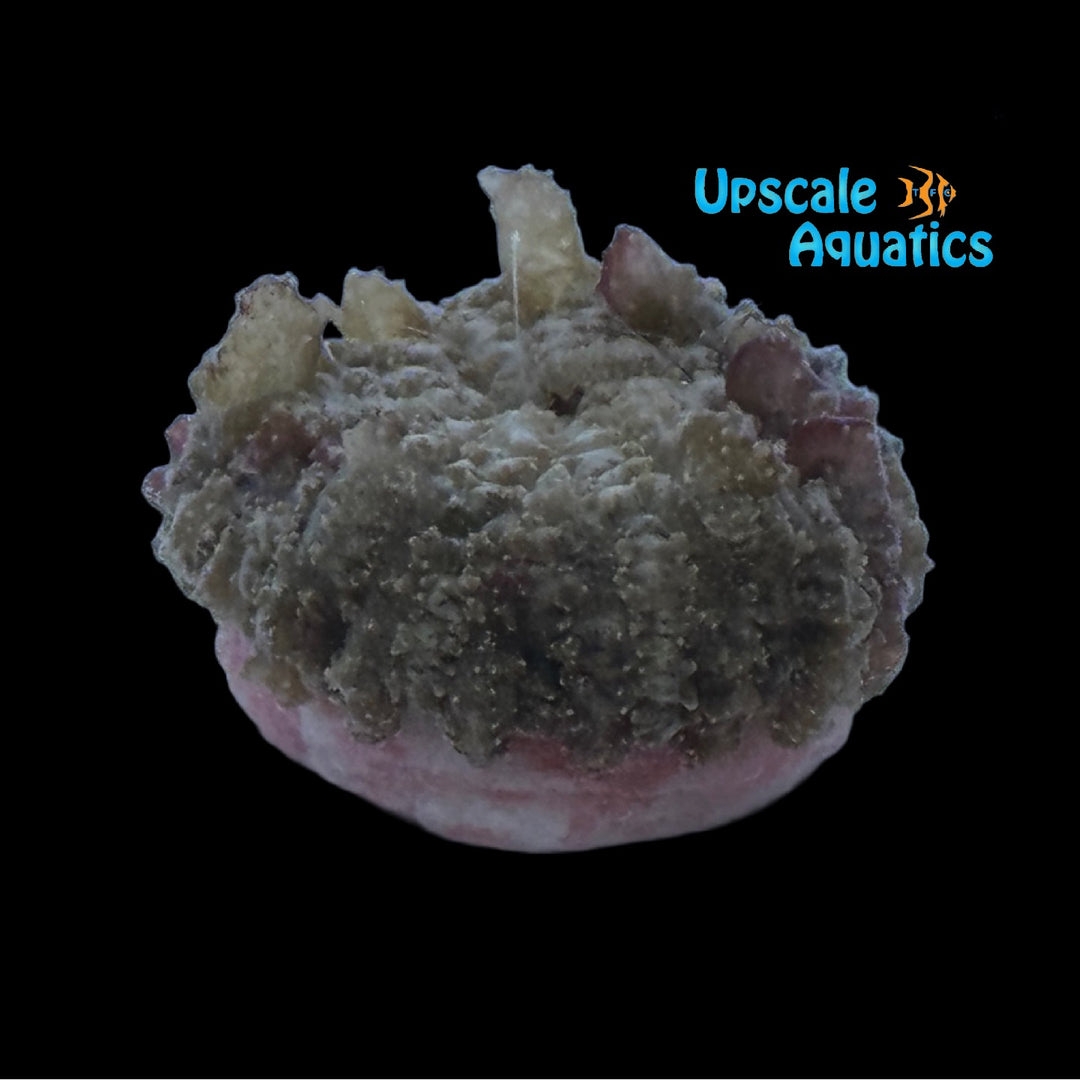 Collared Sand Anemone (Actinostella flosculifera)