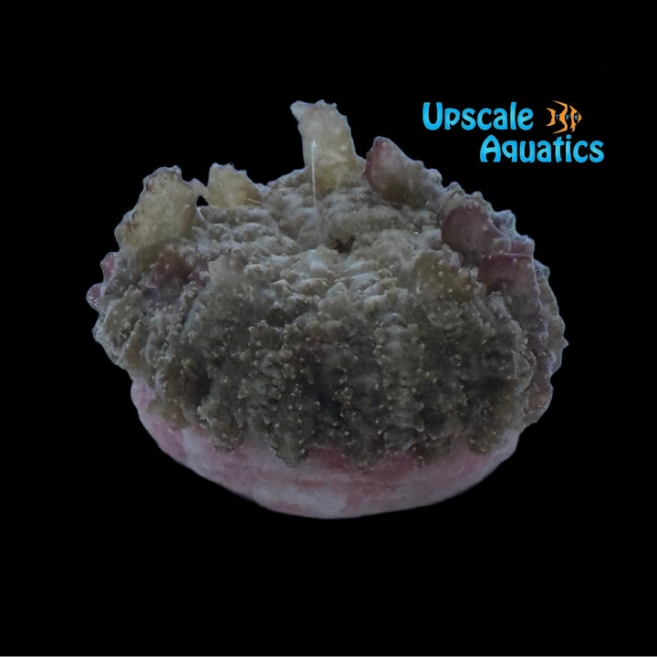 Collared Sand Anemone (Actinostella flosculifera)