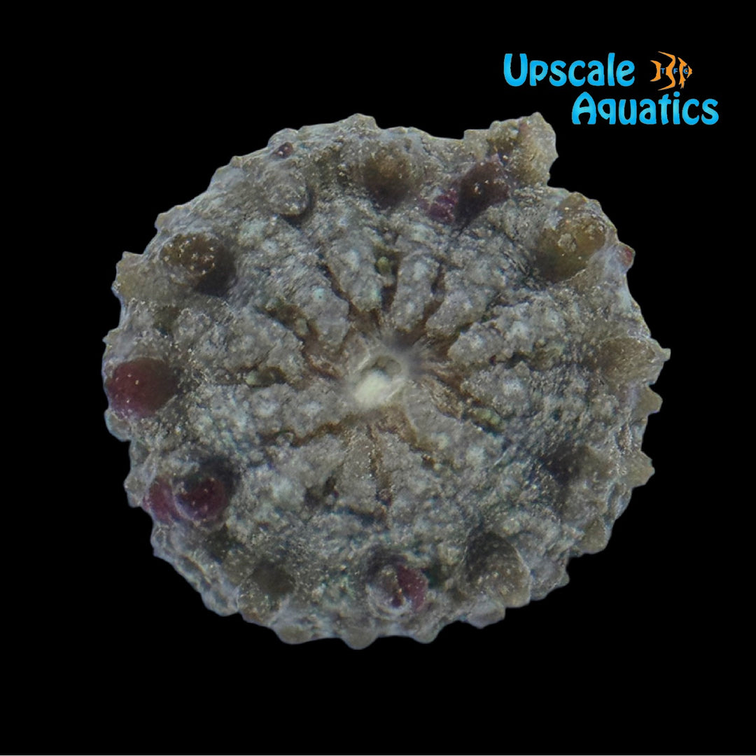 Collared Sand Anemone (Actinostella flosculifera)