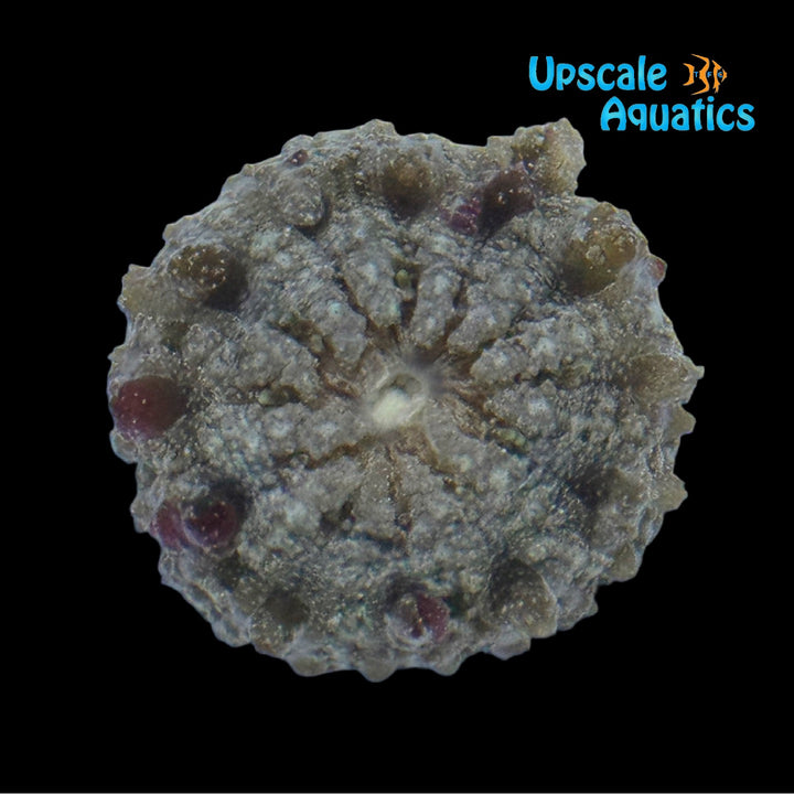 Collared Sand Anemone (Actinostella flosculifera)