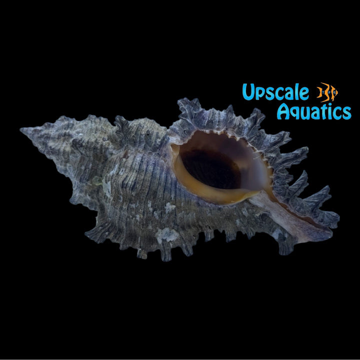 Flowery Lace Murex Snail (Chicoreus florifer)