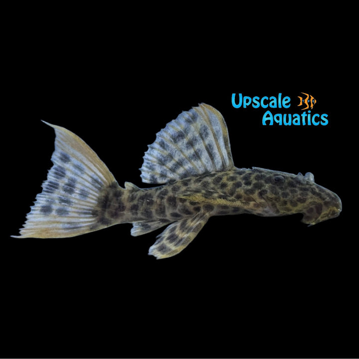 Redtail Sternella Pleco L114 (Pseudacanthicus cf. leopardus L114)