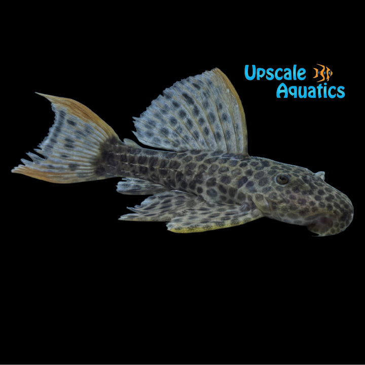 Redtail Sternella Pleco L114 (Pseudacanthicus cf. leopardus L114)