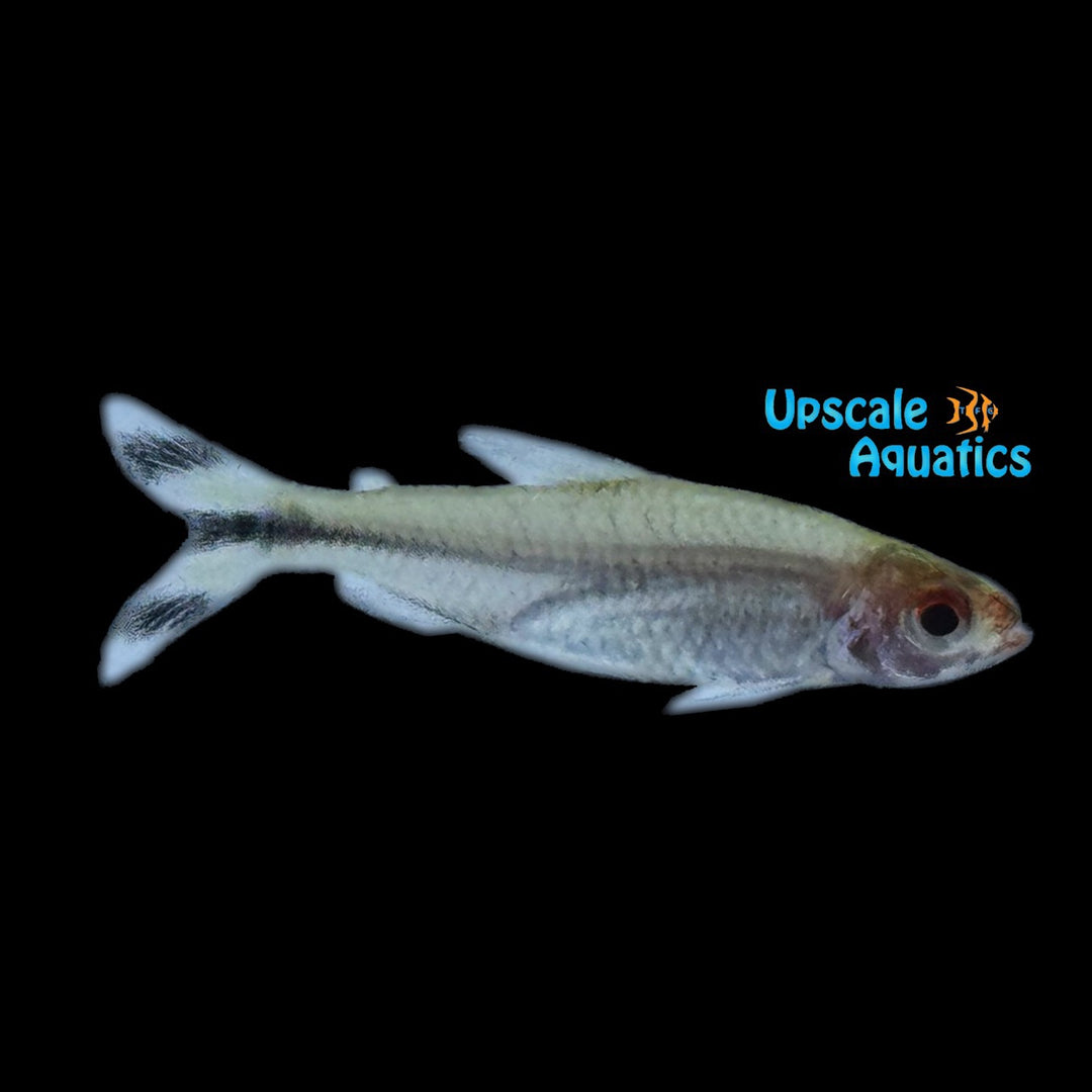 Flagtail Rummynose Tetra (Petitella georgiae)