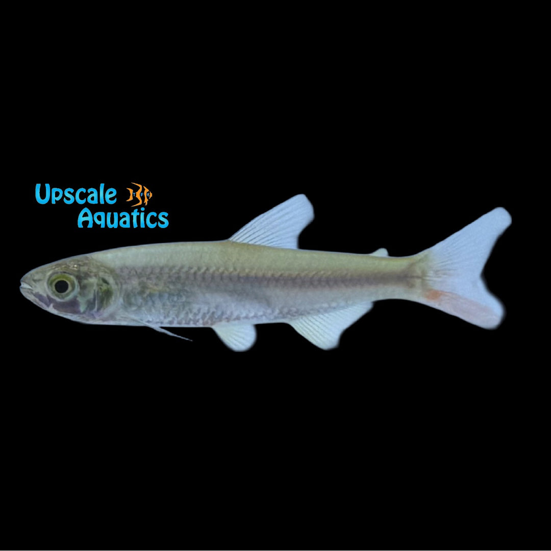 Green Shine Characin (Aphyocharax pusillus)
