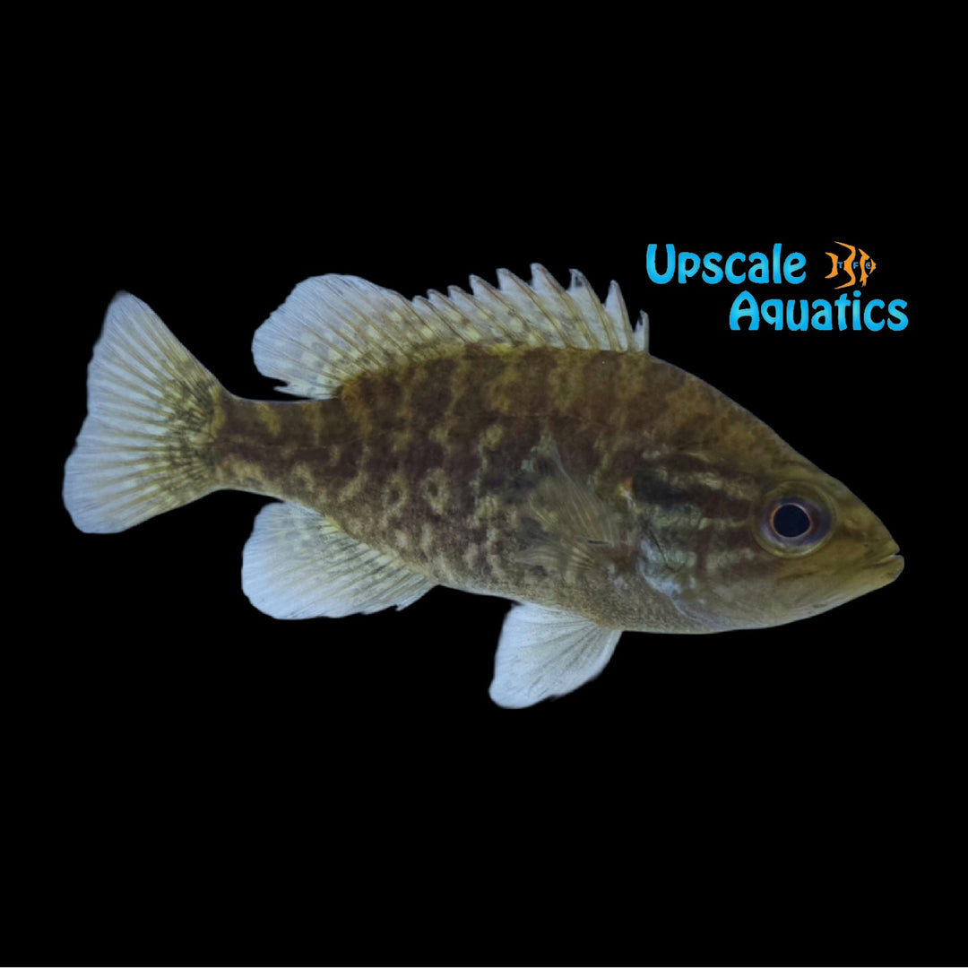 Warmouth Sunfish (Lepomis gulosus)