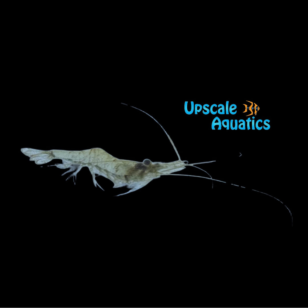 Freshwater Grass Shrimp (Palaemonetes sp.)