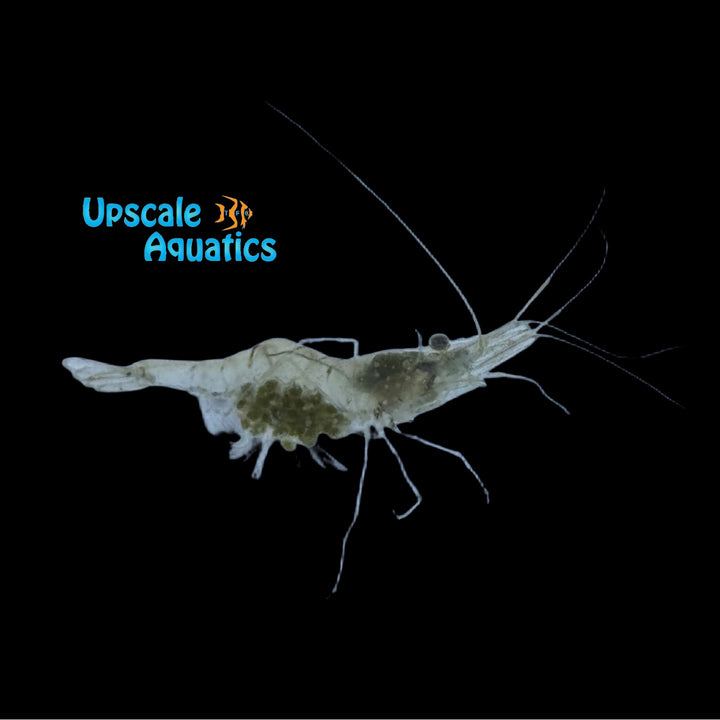 Freshwater Grass Shrimp (Palaemonetes sp.)