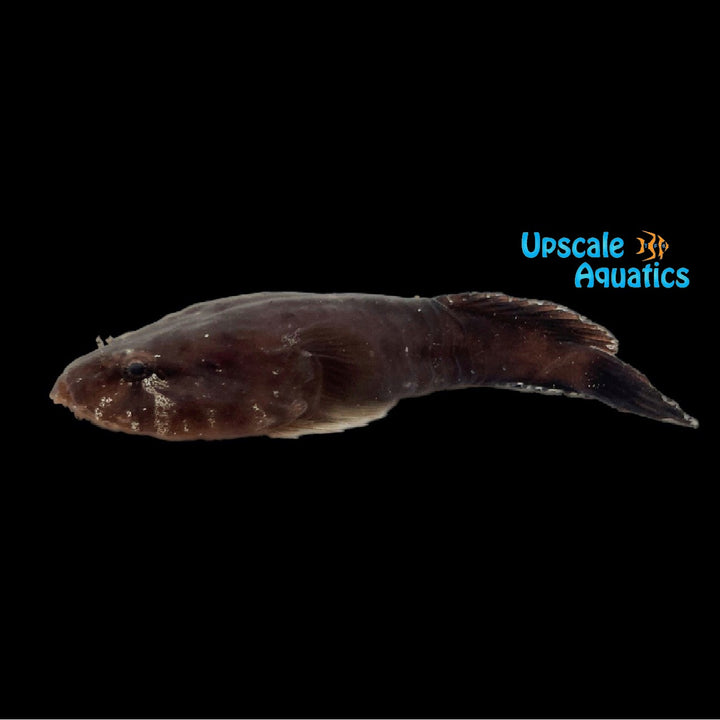 Red Clingfish (Arcos rubiginosus)