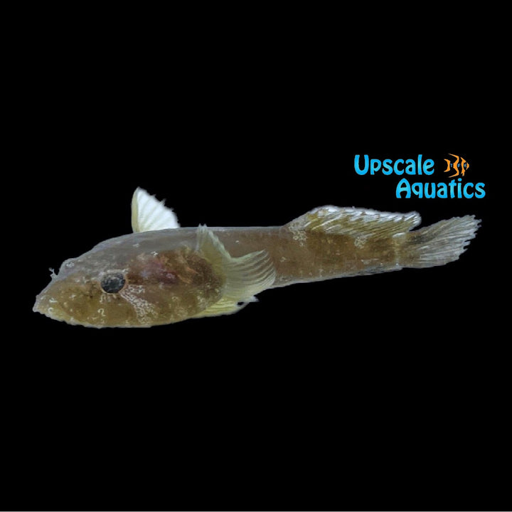 Red Clingfish (Arcos rubiginosus)