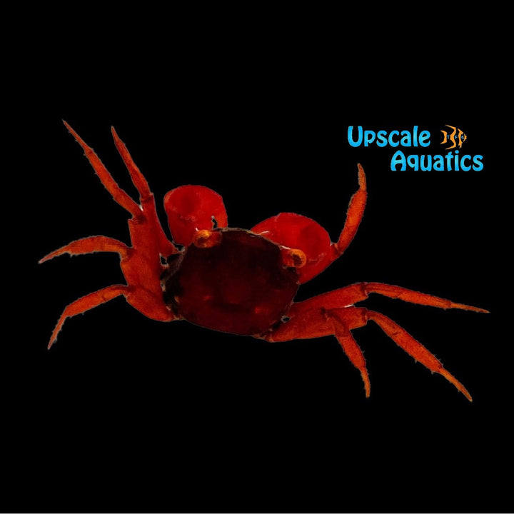Tomato Vampire Crab (Geosesarma sp.)