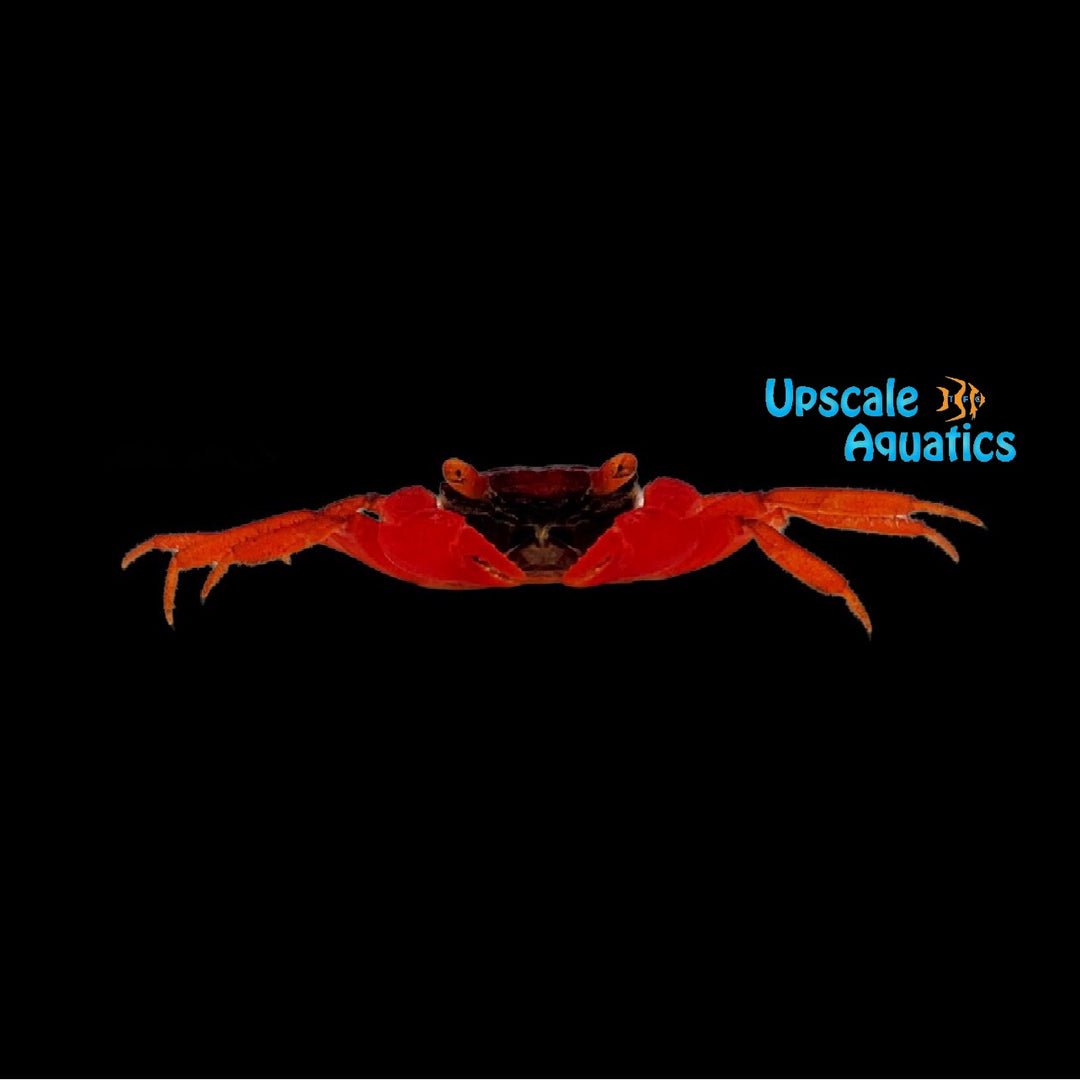 Tomato Vampire Crab (Geosesarma sp.)