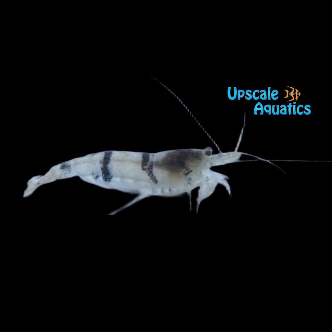 Raccoon Tiger Shrimp (Caridina sp.)