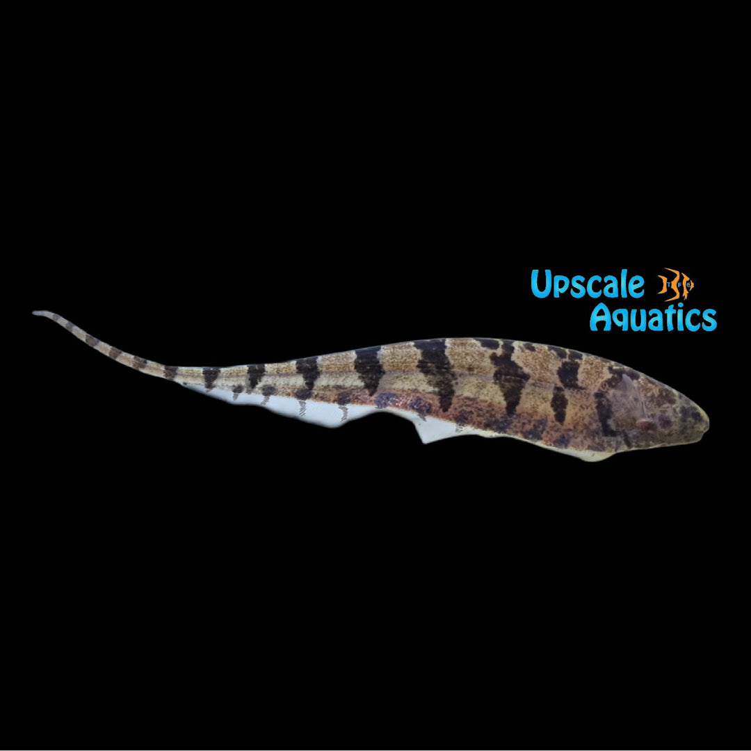 Centipede Knifefish (Steatogenys duidae)