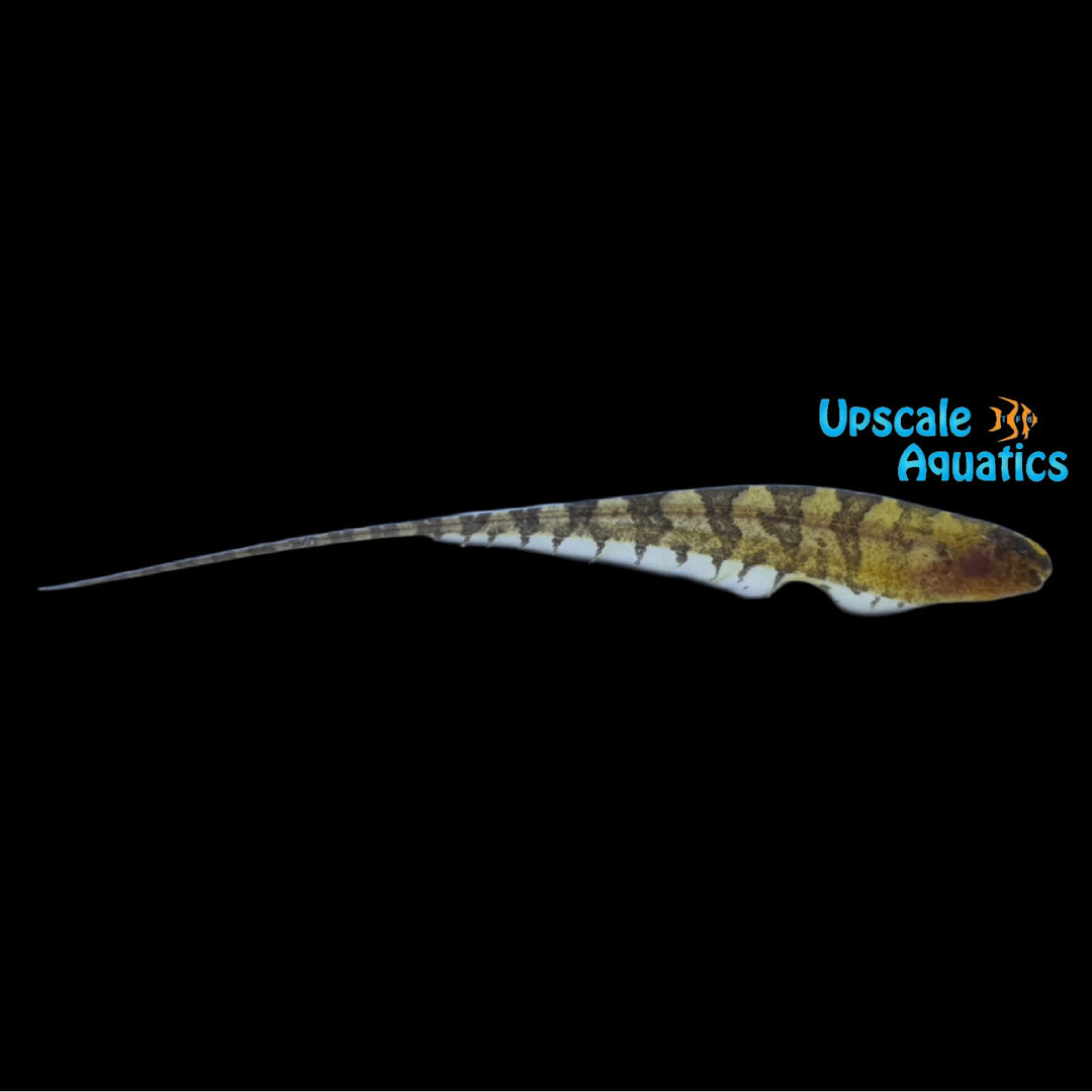 Barred Centipede Knifefish (Steatogenys elegans)