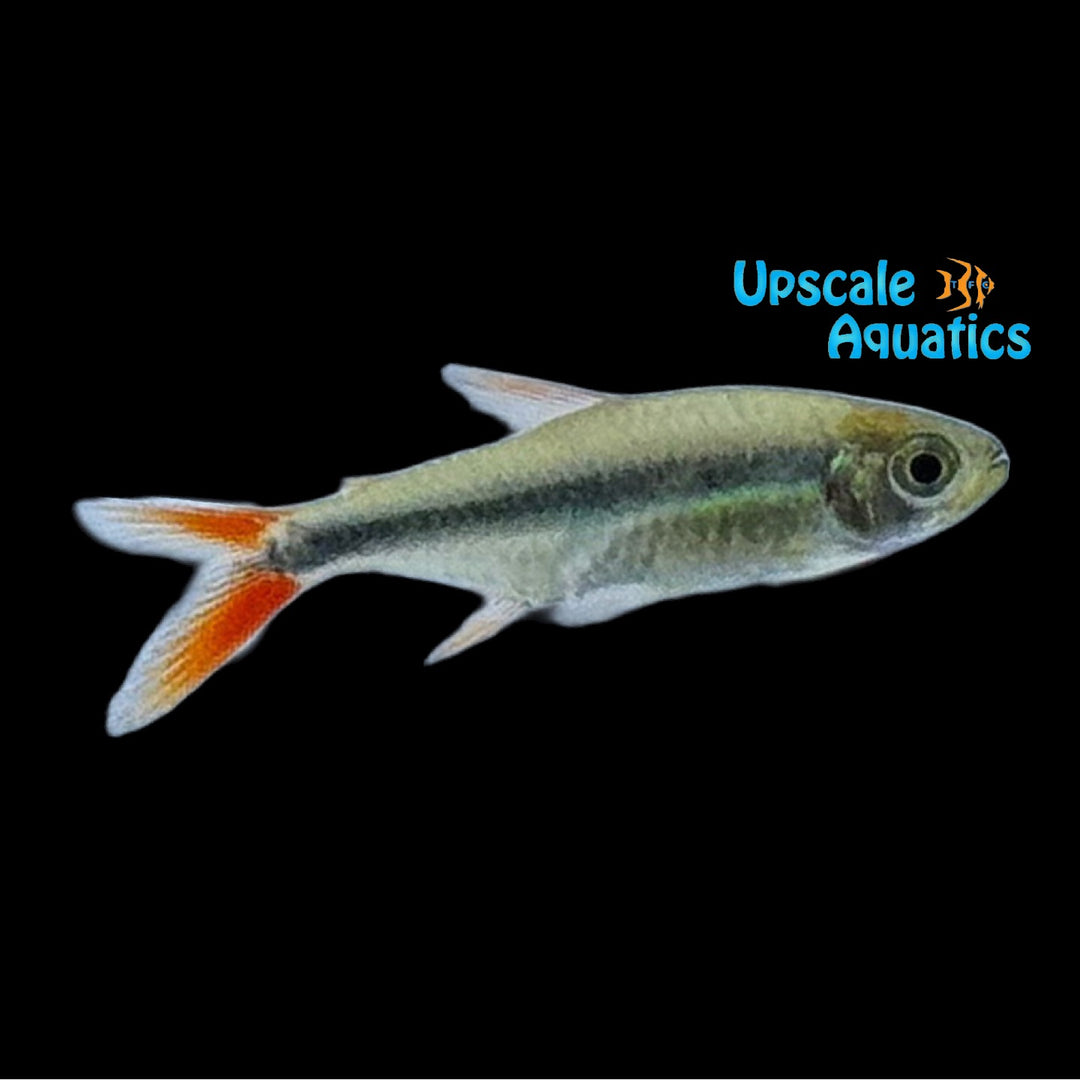 Redtail Penguin Tetra - Captive Bred (Thayeria sp. red teles pires)