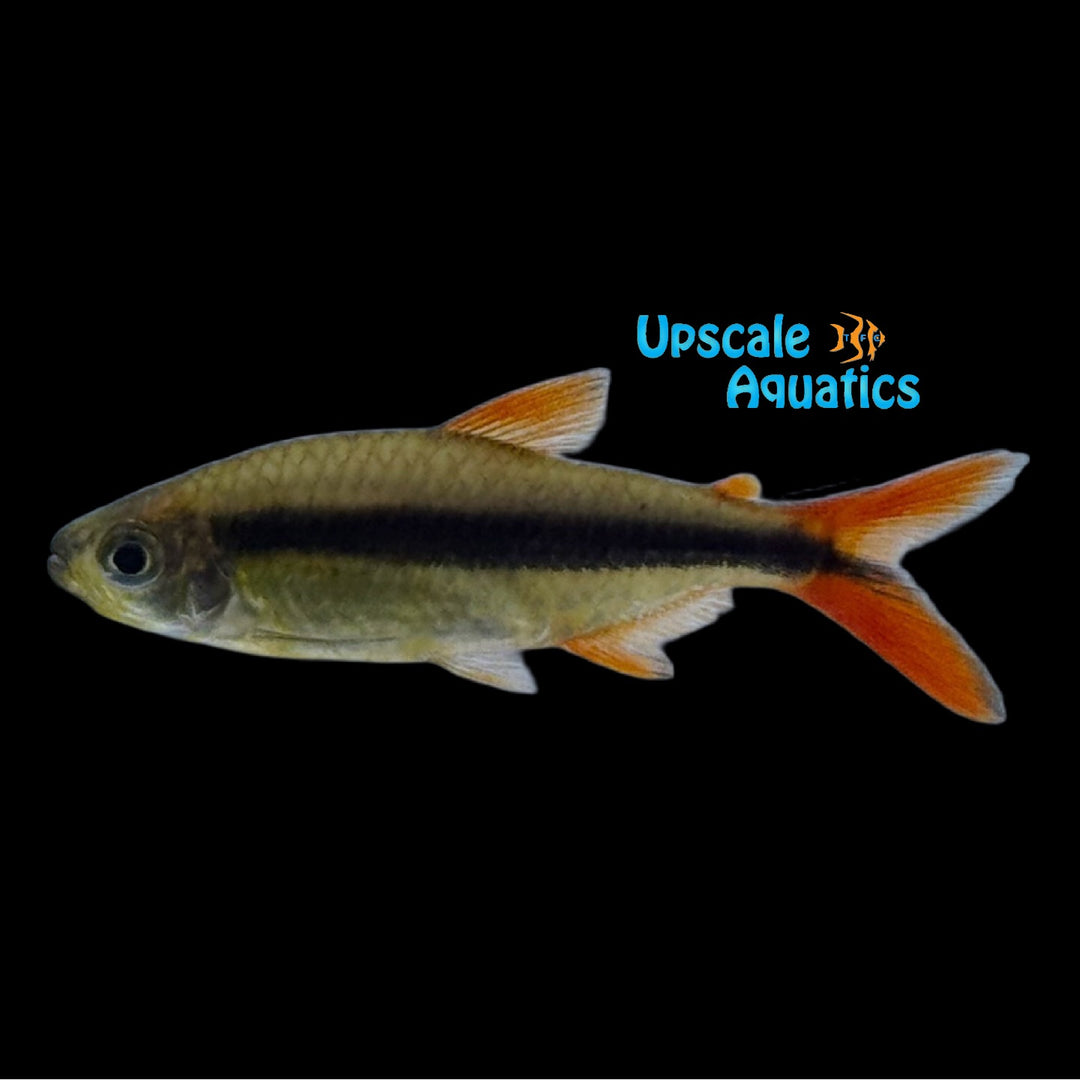Redfin Penguin Tetra (Thayeria sp. "Guaranta do Norte')