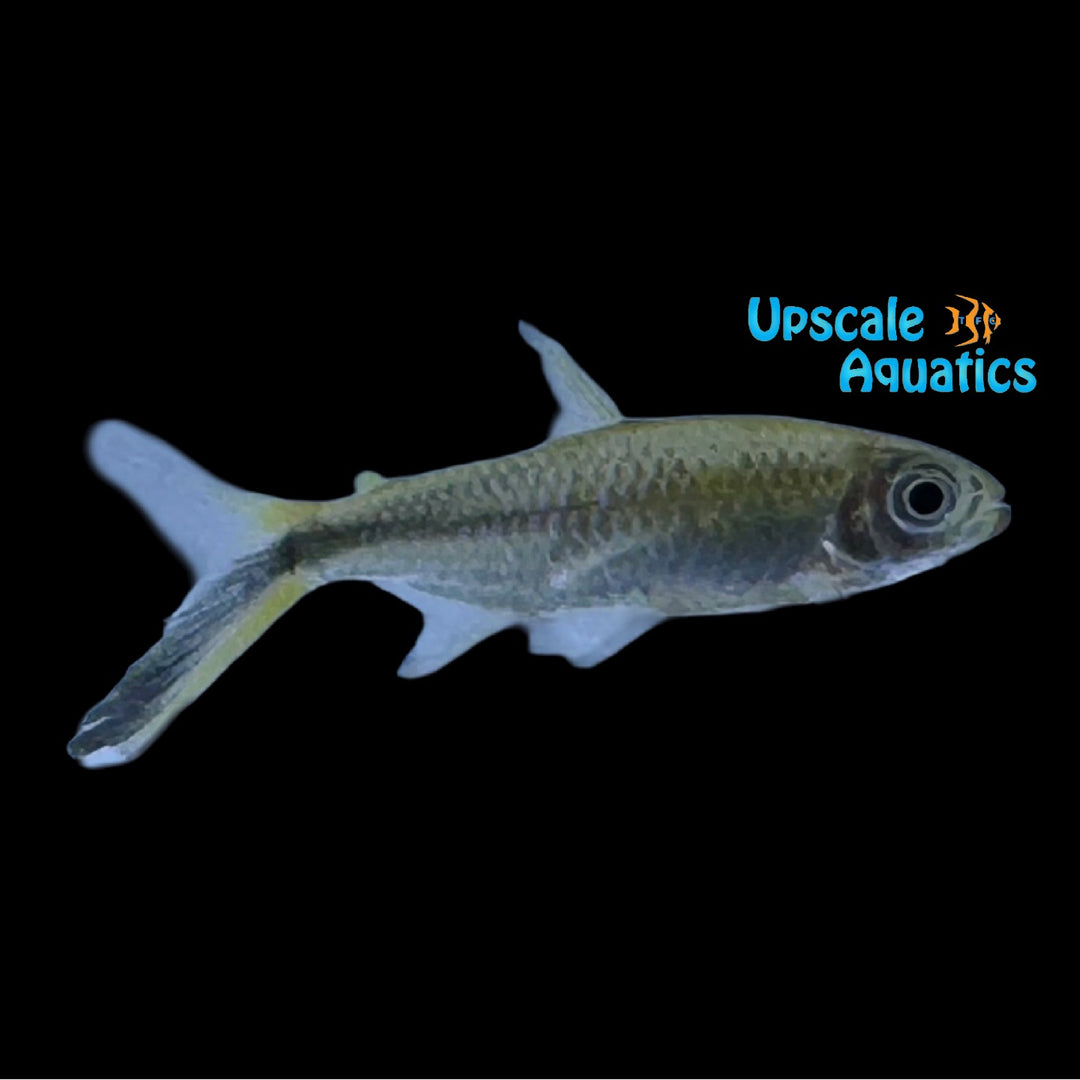 Obliqua Penguin Tetra (Thayeria obliqua)