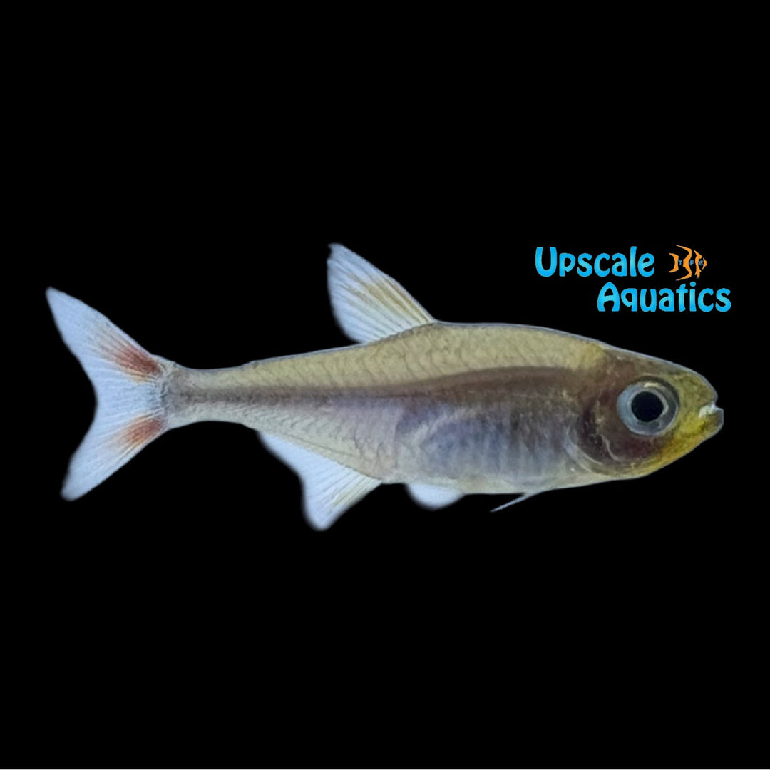 Yurimaguas Peru Orange Tetra (Hasemania sp. Yurimaguas)