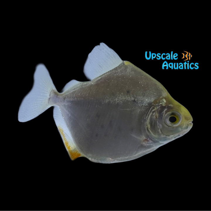 Spotted Metynnis (Metynnis maculatus)