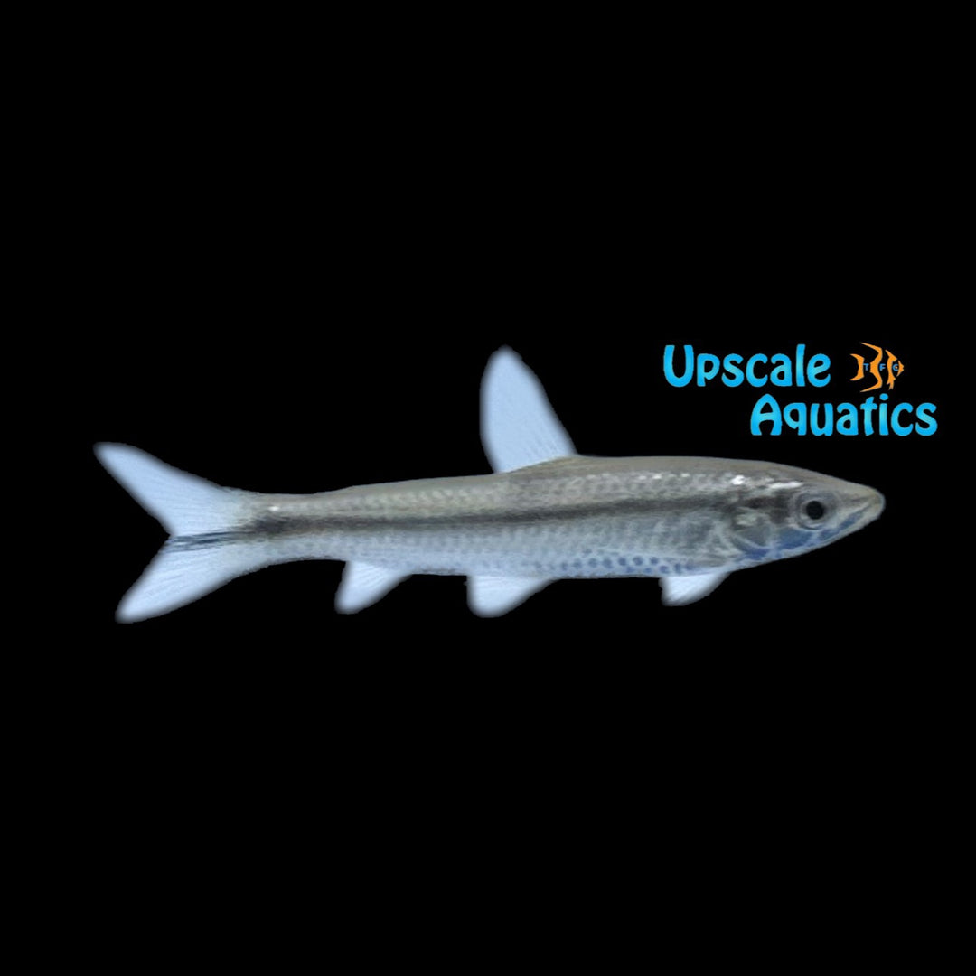 Pongo Characin (Pardon pongoensis)