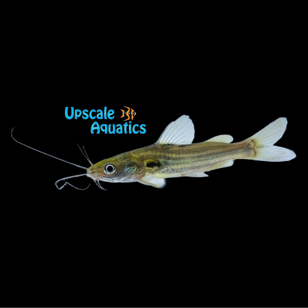 Golden Soldier Catfish (Mystus tengara)