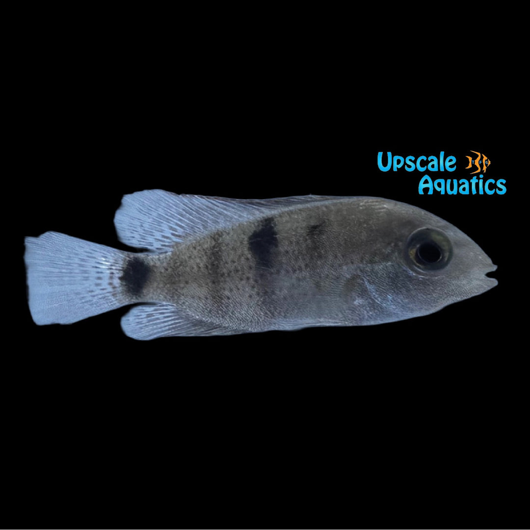 Regan's Cichlid (Maskaheros regani)