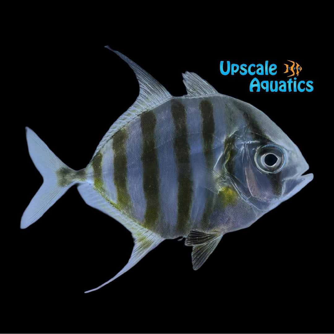 Longfin Trevally (Carangoides armatus)