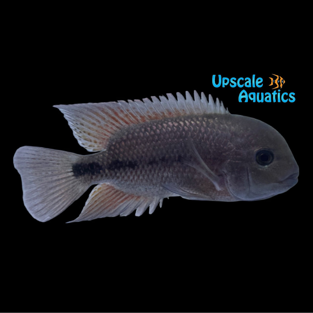 Angostura Cichlid (Paraneetroplus breidohri)