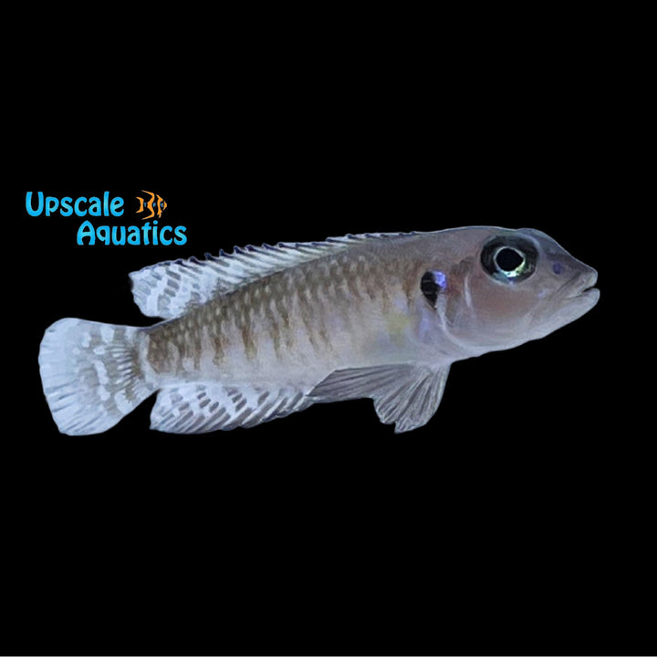 Black Ocellatus Cichlid (Lamprologus speciosus)